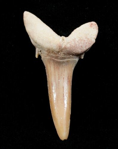 Carcharias (Extinct Sand Tiger) Shark Tooth - Eocene #3416